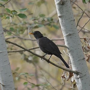 Eurasian Blackbird Turdus merula