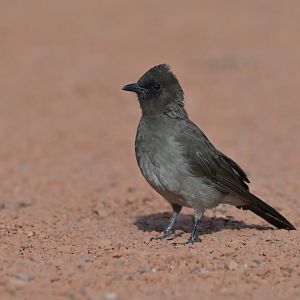 Garden Bulbul Pycnonotus barbatus
