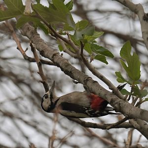 Great Spotted Woodpecker Dendrocopos major