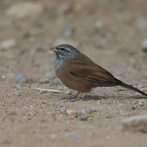 House bunting Emberiza sahari