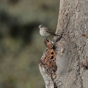 European Pied Flycatcher Ficedula hypoleuca