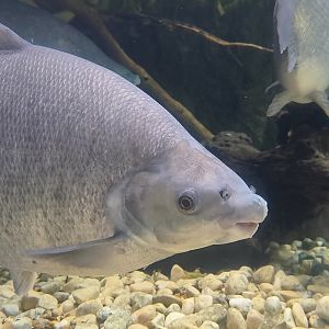 Grass-Eater (Distichodus rostratus)