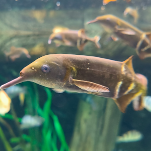 Peter's Elephantnose Fish (Gnathonemus petersii)