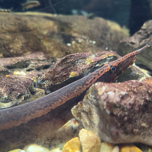 Borneo Python Eel (Macrognathus kris)