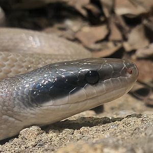 Cave Racer (Elaphe taeniura ridleyi)