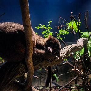 Small-Toothed Palm Civet (Arctogalidia trivirgata)