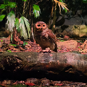 Spotted Wood Owl (Strix seloputo)