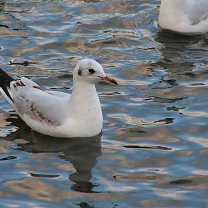Black-headed Gull (Larus ridibundus)