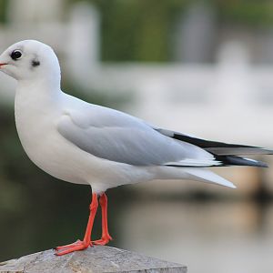 Black-headed Gull (Larus ridibundus)