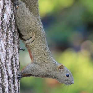 Red-bellied Squirrel (Callosciurus erythraeus)