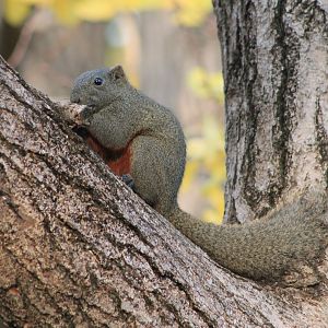 Red-bellied Squirrel (Callosciurus erythraeus)