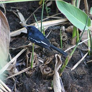 Oriental Magpie-Robin (Copsychus saularis)