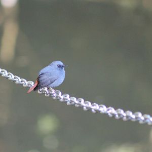 Plumbeous Water Redstart (Phoenicurus fuliginosus)