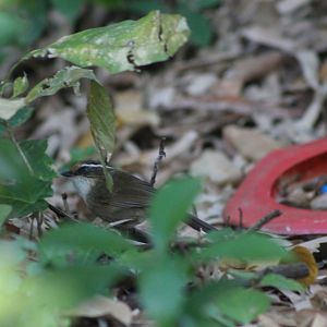 Rusty-capped Fulvetta (Schoeniparus dubius)