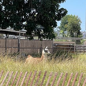 Guanaco (Lama guanacoe) in Tierra de las Pampas