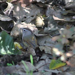 Spectacled Fulvetta (Fulvetta ruficapilla)