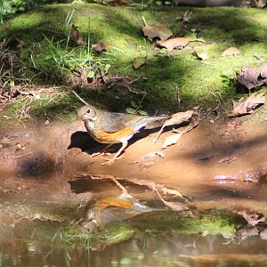 Female Black-breasted Thrush (Turdus dissimilis)