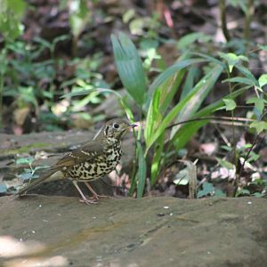 Chinese Thrush (Turdus mupinensis)
