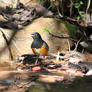 Male Black-breasted Thrush (Turdus dissimilis)