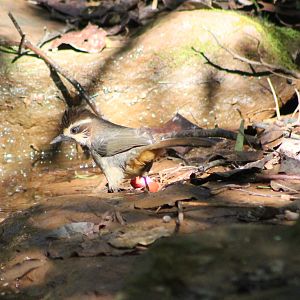 White-browed Laughing Thrush (Pterorhinus sannio)