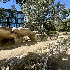 Red Kangaroo Exhibit