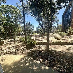 Red Kangaroo Exhibit