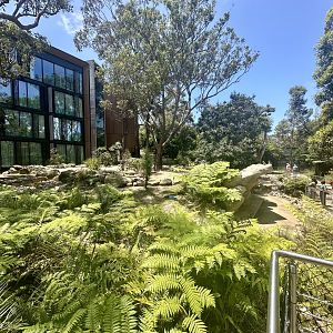 Red Kangaroo Exhibit