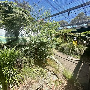 First Tasmanian Devil Exhibit