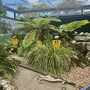 First Tasmanian Devil Exhibit