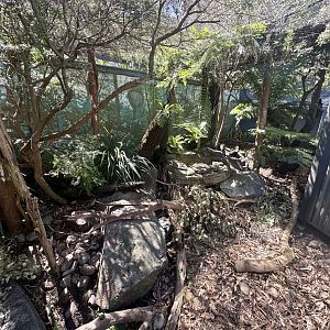 Second Tasmanian Devil Exhibit