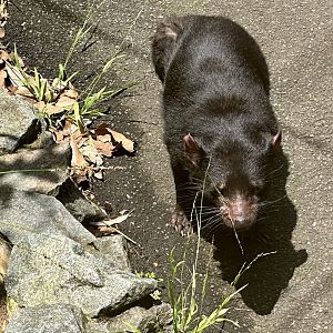 Tasmanian devil (Sarcophilus harrisii)