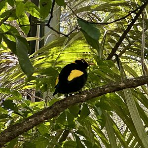 Regent bowerbird (Sericulus chrysocephalus)