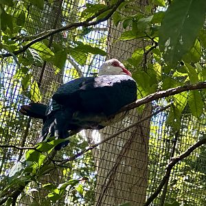 White-headed pigeon (Columba leucomela)
