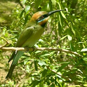 Rainbow bee-eater (Merops ornatus)