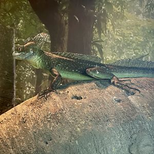 Plumed basilisk (Basiliscus plumifrons)