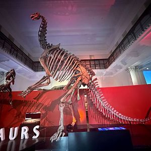 Jobaria tiguidensis (cast)