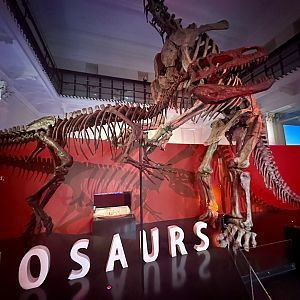 Afrovenator abakensis (cast)