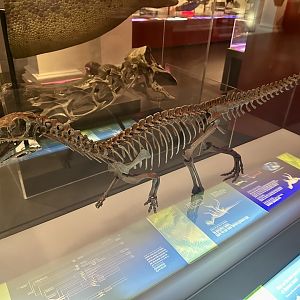 Eoraptor lunensis (cast)