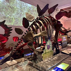 Stegosaurus stenops (cast)