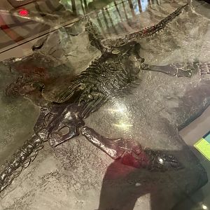 Thalassiodracon hawkinsii (cast)