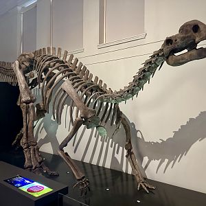 Muttaburrasaurus langdoni (cast)