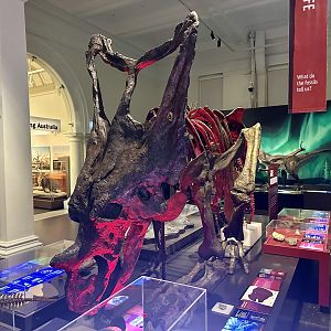 Chasmosaurus belli (cast)