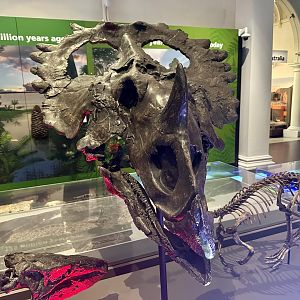 Centrosaurus apertus (cast)