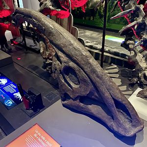 Parasaurolophus walkeri (cast)