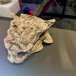 Tarchia gigantea (cast)