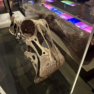 Nigersaurus taqueti (cast)