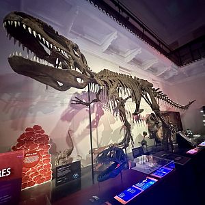 Giganotosaurus carolinii (cast)