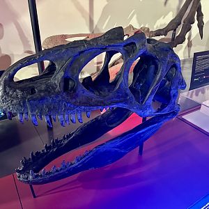 Allosaurus fragilis (cast)