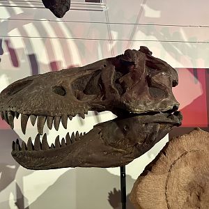 Tyrannosaurus rex (cast)