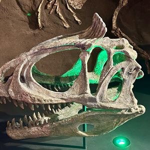 Cryolophosaurus ellioti (cast)